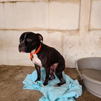 TYRON dit T-Rex, chien à adopter