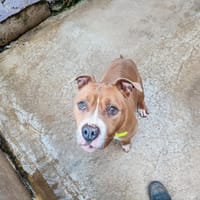 JAZZ, chien à adopter