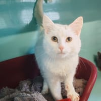 BLACKSAND, chat à adopter