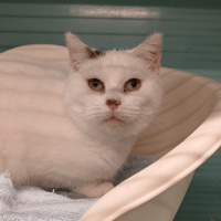 SOLEN, chatte à adopter