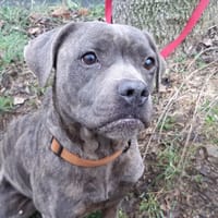 Ouija, chienne à adopter