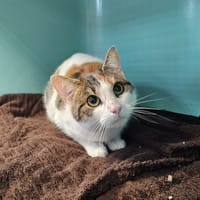 Gaby, chatte à adopter