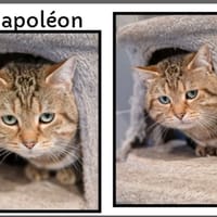 NAPOLEON, chat à adopter