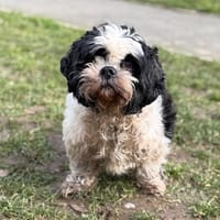 Lewis CAA14604, chien à adopter