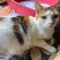 LINDSAY FIV +, chatte à adopter