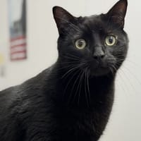 Salem CAB5100, chat à adopter