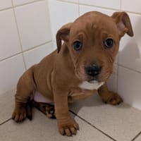 Alanis, chienne à adopter