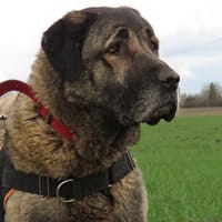 ZELTANE, chienne à adopter