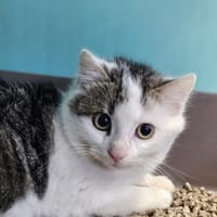 Elly, chatte à adopter