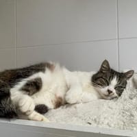Mars, chatte à adopter