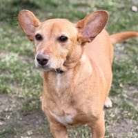 Bob CAA14629, chien à adopter