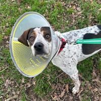 tito, chien à adopter