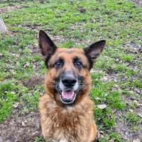 TYSON 2, chien à adopter