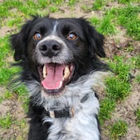 NOOB, chien à adopter