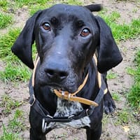 COKLAT, chien à adopter