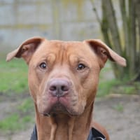 TYSON CHAO, chien à adopter