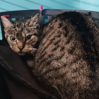 FRIMOUSSE, chatte à adopter