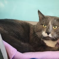 GRISNUAGE, chat à adopter