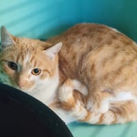 TYSON, chat à adopter