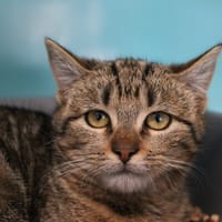 Flip, chatte à adopter