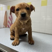 Mimie, chienne à adopter