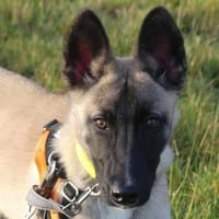 BELLE, chienne à adopter