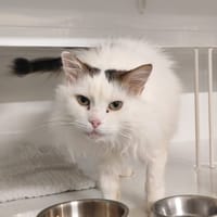 ODIN, chat à adopter