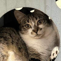 CHEROKEES, chat à adopter