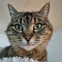 Tamora, chatte à adopter