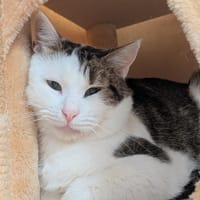 ESKIMO, chat à adopter