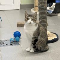 MYO, chatte à adopter