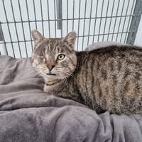 Yaki, chat à adopter