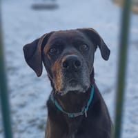 OGGY, chien à adopter