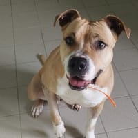 SONYA, chienne à adopter