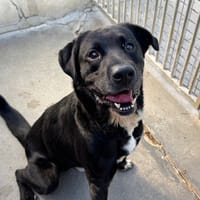 PTOLEMEE, chien à adopter