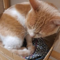 CALIN adulte roux blanc, chat à adopter