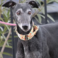 VANILLY, chien à adopter