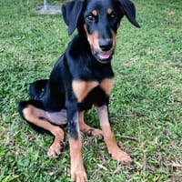 Louna, Femelle X Berger, née le 01/06/2025 🐶, chienne à adopter