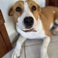 Lizzie, femelle berger, née le 14/04/2024, chienne à adopter