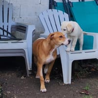 Aéla, femelle croisée berger, née le 15/06/2025 🐶, chienne à adopter