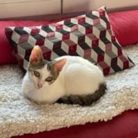 Aimée d'Orly, chatte à adopter