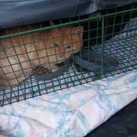 Automne, chat à adopter