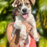 Roach, mâle X berger, né le 01/11/2025 🤍, chien à adopter