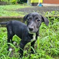 Isis, femelle croisée berger, née le 06/11/2025 🤍, chienne à adopter