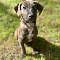 Filou, Mâle X croisé, né le 21/09/2025, chien à adopter