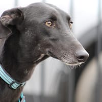 MULATO, chien à adopter