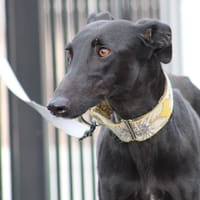 PUMA, chienne à adopter