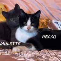AMULETTE et ARCCO, chatte à adopter