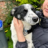 Isabella, female dog to adopt