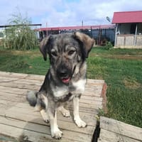 Lola, female dog to adopt